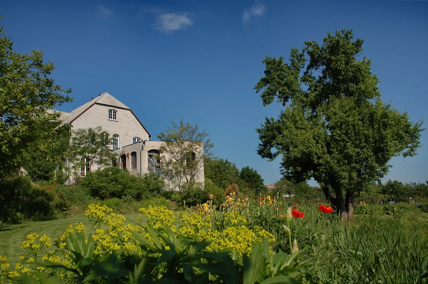 House and garden viewed across seasonal planting